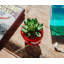 Cactus en pot 5 po