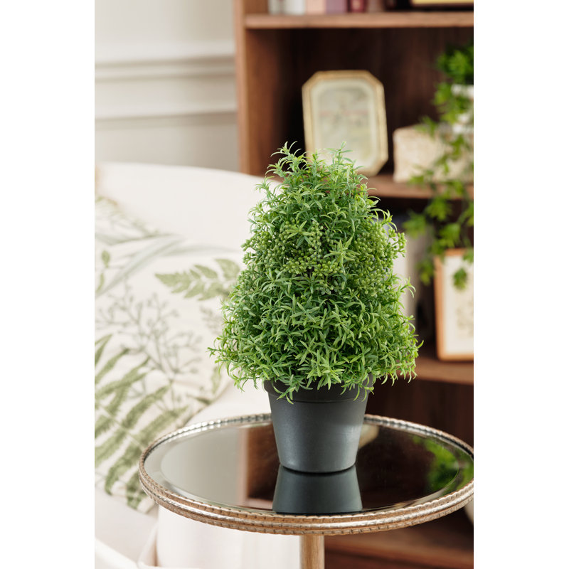Rosemary Topiary In Pot
