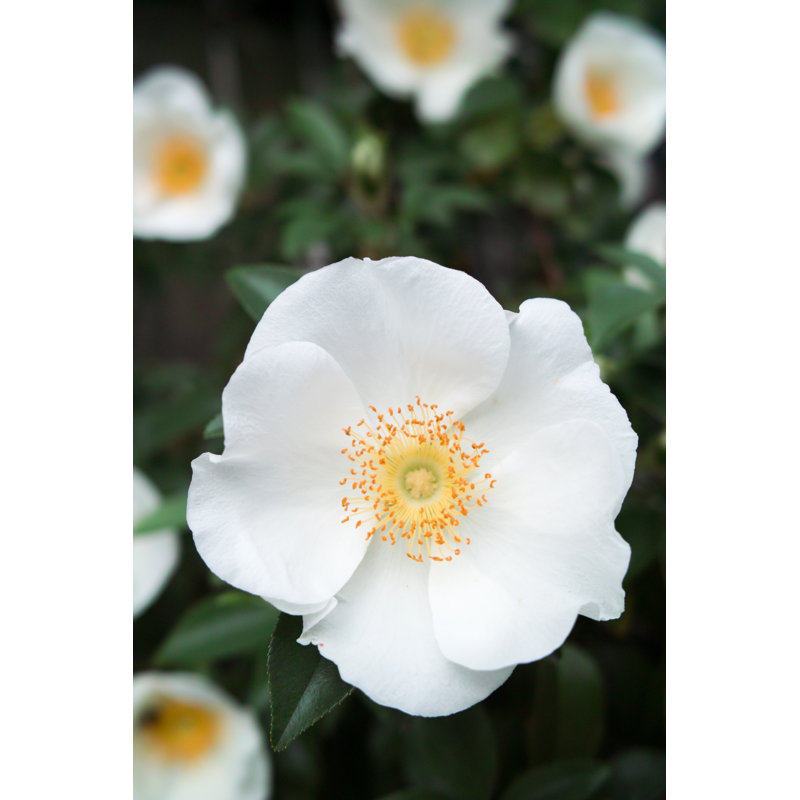Rennes Cherokee Rose - Wrapped Canvas Print, 46cm H x 30cm W x 3.8cm D