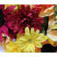 Douille mélangée 36 fleurs-1073783303