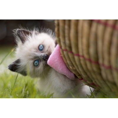 Cute Little Kitten by Sestovic