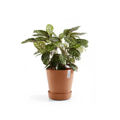 Pot Planter