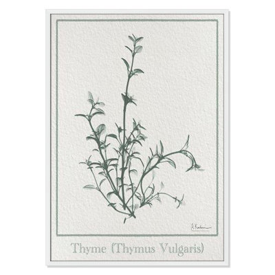 Thymus Vulgaris Framed On Paper by Albert Koetsier Print