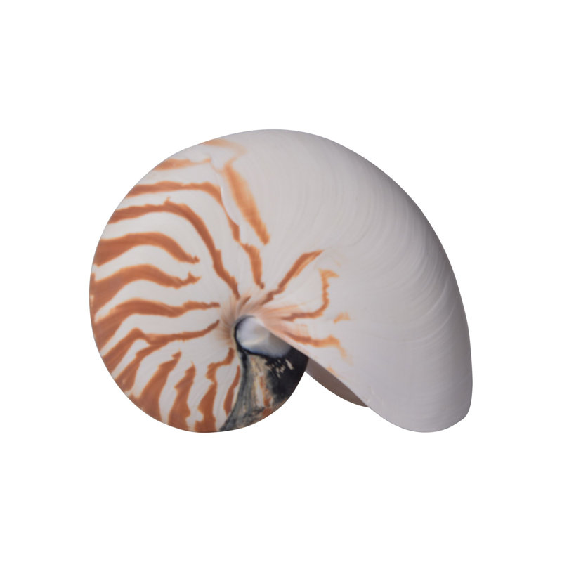Handmade Animal Pompilius