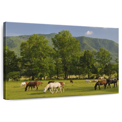 Brampt Cades Cove Horses