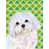 Bichon maltais 2