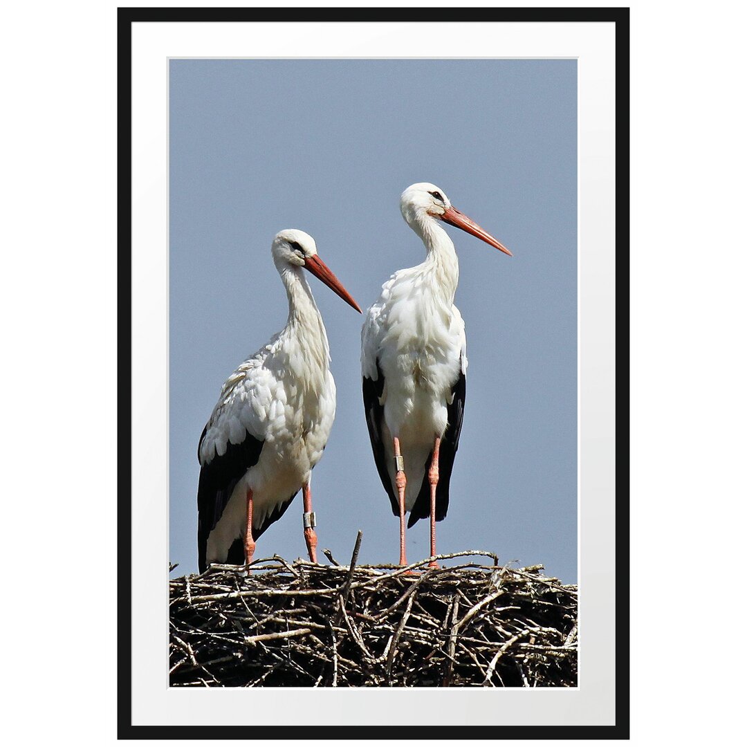 Gerahmtes Poster Zwei stolze Störche im Nest