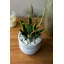 Gallien plante de serpent 6,12 po en pot