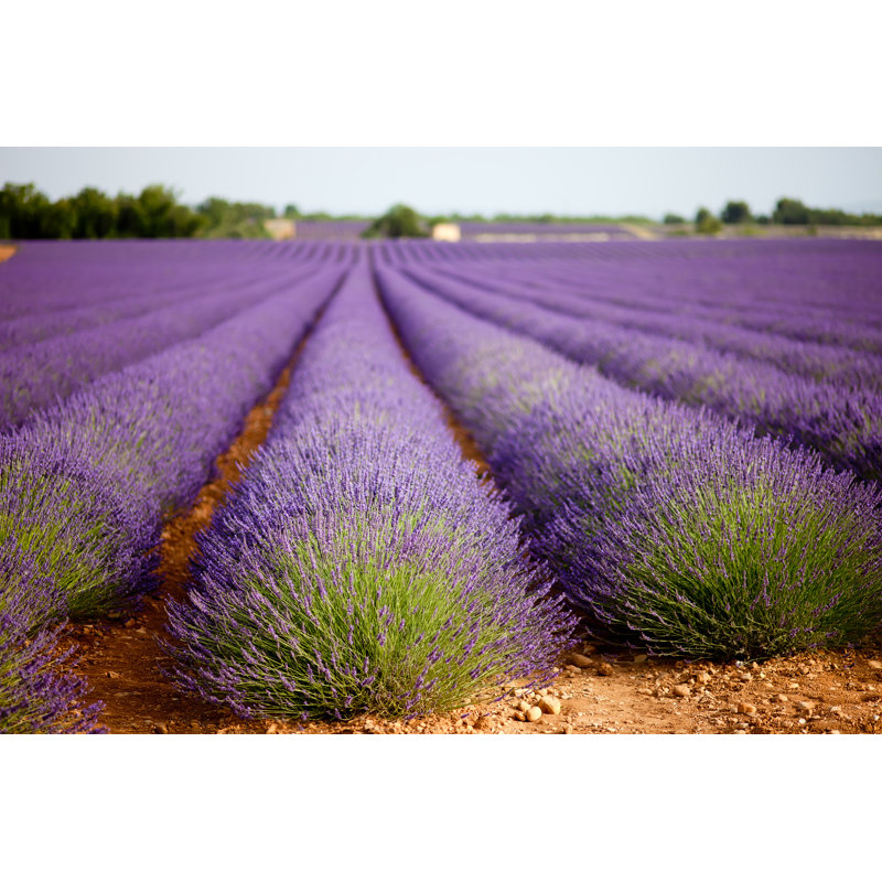 Connally Huge Lavender Field, France - Wrapped Canvas Print, 30cm H x 46cm W x 3.8cm D