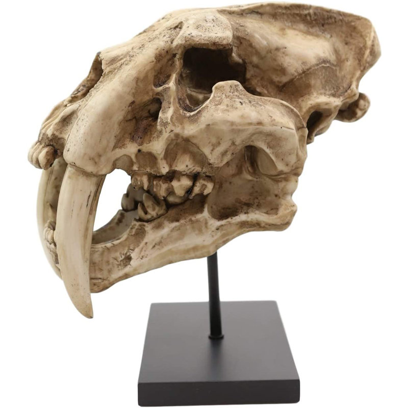 Figurine de crâne de fossile de félin tigré Sabertooth