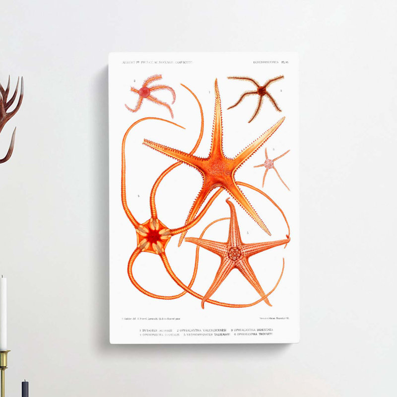 Star Fish Varieties by Albert I - Wrapped Canvas Painting, 76cm H x 50cm W x 3cm D