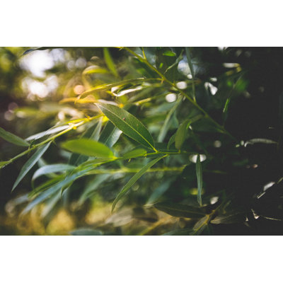 Weeping Willow - Foliage by Kertlis
