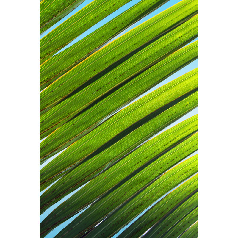 Palm Tree with Sky by Jsmith, 18" H x 12" W