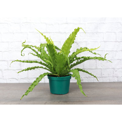 Live Victoria Bird's Nest Fern Plant, 6" Diameter