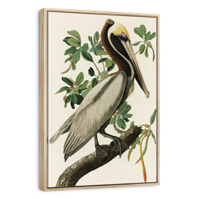 Pélican Audubon