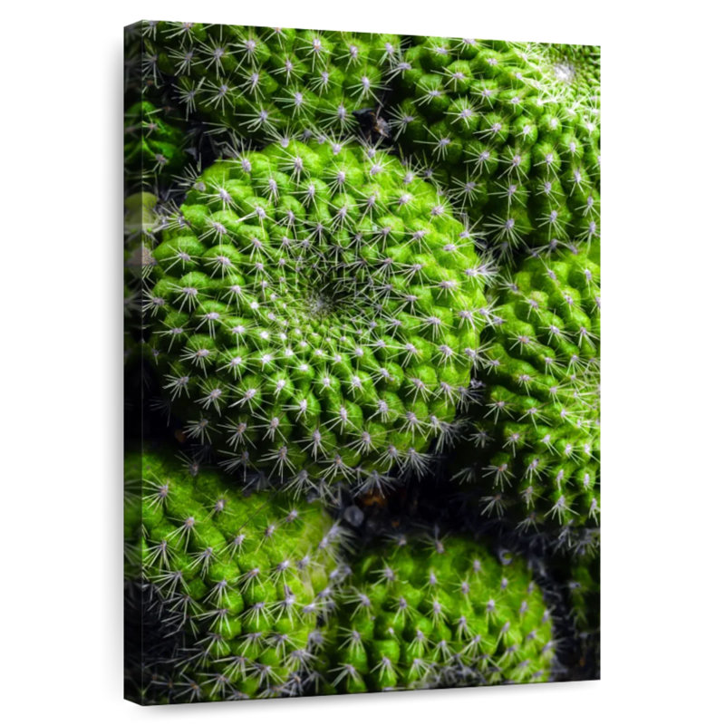 Cactus Harnek, H 39 po x l 26 po