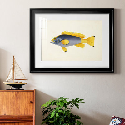 «Tropical Fish Collection», reproduction encadrée de qualité supérieure - prête à être accrochée
