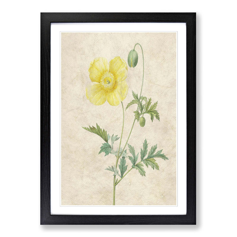 Welse Poppy in Yellow by Pierre-Joseph Redoute - Picture Frame Painting Print, 36cm H x 27cm W x 2cm D, Black Framed