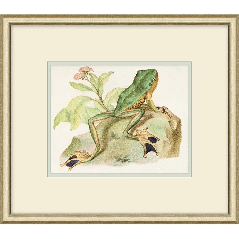 Naturalist Frog 1 Painting