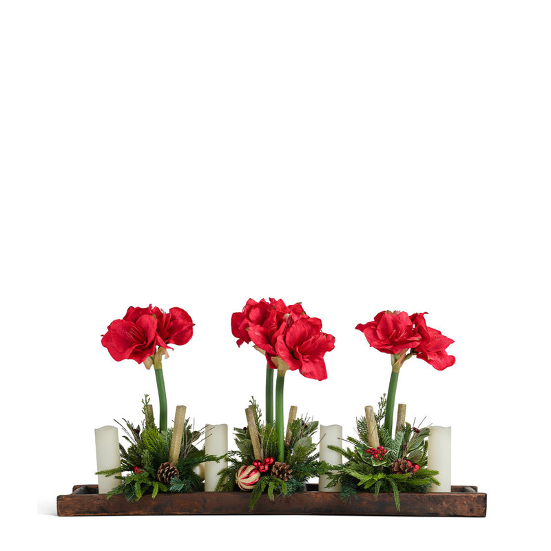 WHITE AMARYLLIS IN WOOD TRAY, Red