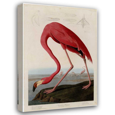 Alcott Hill® Audubon, John James Gallery Wrapped Canvas Art Titled: American Flamingo