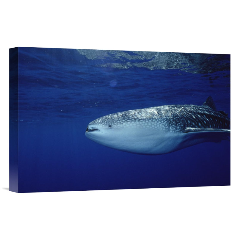 " Whale Shark Portrait, Largest Shark Species, Cocos Island, Costa Rica ", 12" H x 18" W, Black Framed