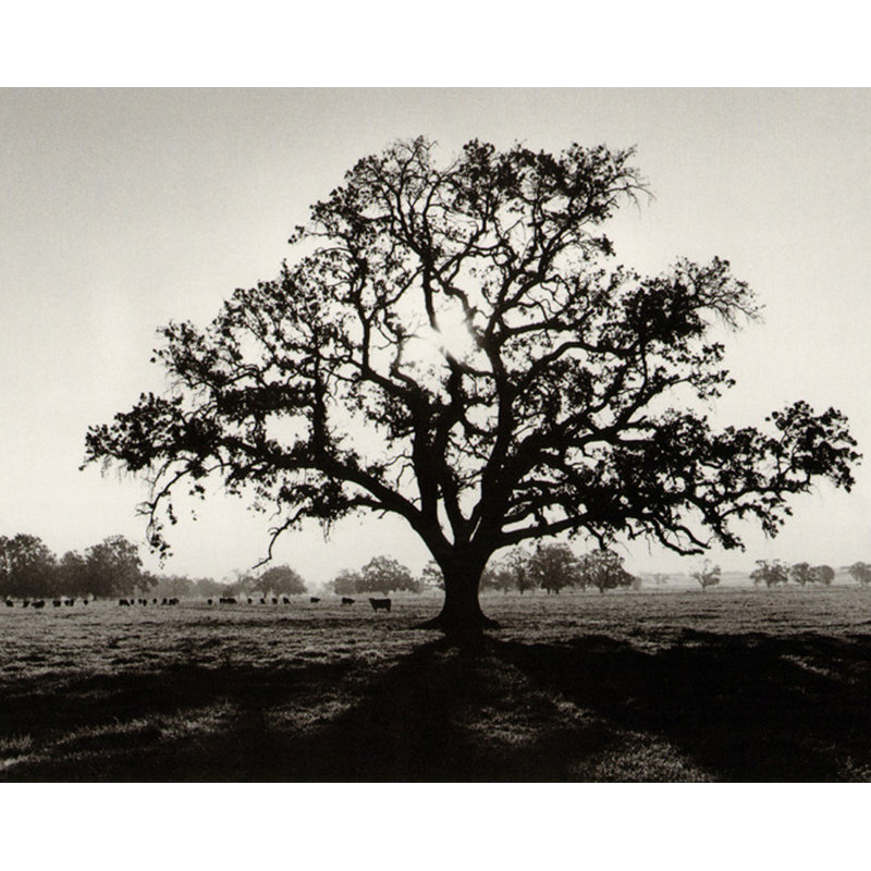 Chêne lever du soleil, H 36 po x l 45 po