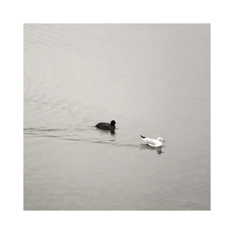 Ying And Yang by Lena Weisbek - Wrapped Canvas Print, 30.48 cm H x 30.48 cm W