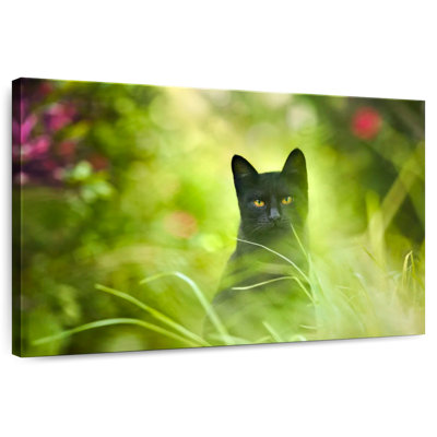 Serious Black Cat