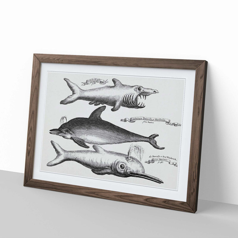 Shark and Dolphins by Thomas Astley - Picture Frame Drawing Print, 36cm H x 48cm W x 2cm D, Walnut Framed