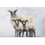 " Sheep Family "