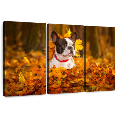 Brampt French Bulldog In Autumn Park