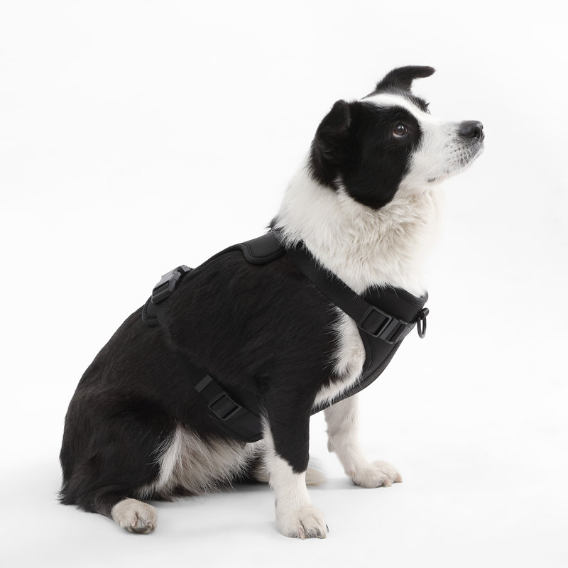 Harnais pour animal de compagnie Arlo, Noir, Grand