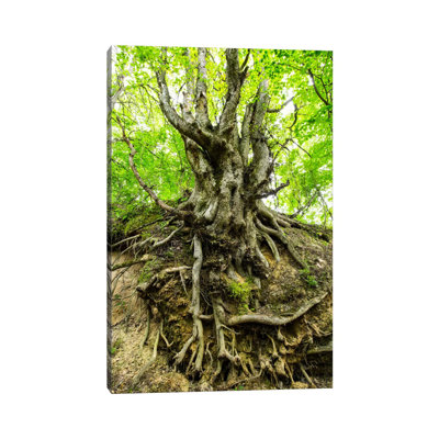 Poland, Lubelskie, Roztocze, Old Tree by Mikolaj Gospodarek - Wrapped Canvas Painting