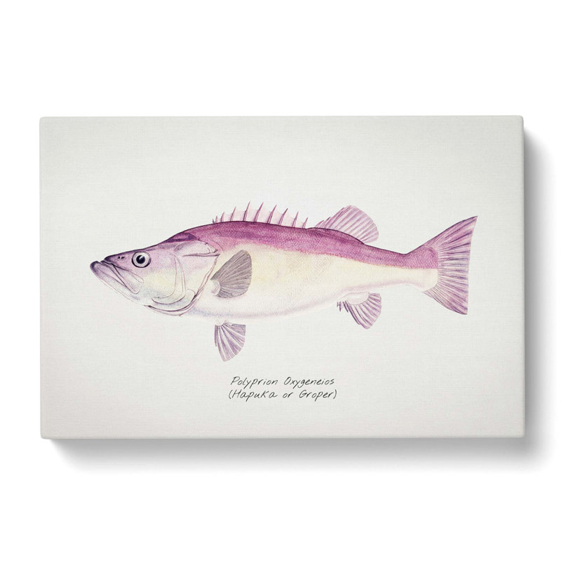 Illustration Of A Groper Fish by F.E. Clarke - Wrapped Canvas Painting, 35cm H x 50cm W x 3cm D