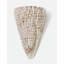 Sea Shell 10 Print-1459378754-1409712852