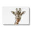 Curious Giraffe In Abstract - Wrapped Canvas Painting-55313004