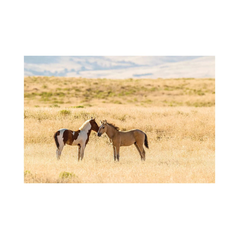 USA, Utah, Tooele County. Wild Horse Foals Greeting. by Jaynes Gallery - Wrapped Canvas Gallery-Wrapped Canvas Giclée