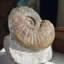 Ammonite fossile dans la matrice - Maroc