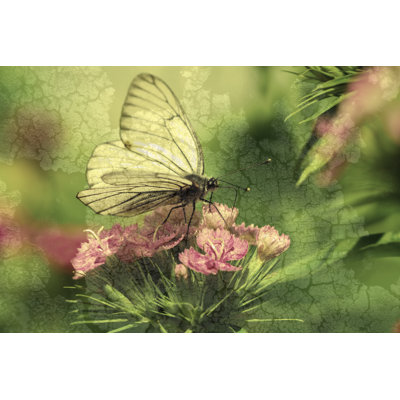Closeup Of Butterfly by Yanikap - Wrapped Canvas Print