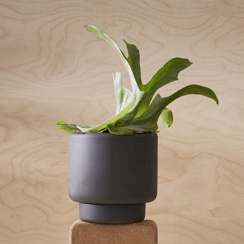 Porcelain Plant Pot, 6" H x 5.9" W x 5.9" D, Black