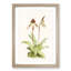 Magnolia Flowers Illustration Tab. 45 by Frederick Sander - Picture Frame Painting Print-55760418-55760420