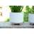 Gisselle Ceramic Planter