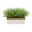 Herbe artificielle en pot de fleurs-2129745443-2129745441-2129690918