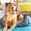 Geometric Pet Bolster Cushion in Dark Grey-720131095