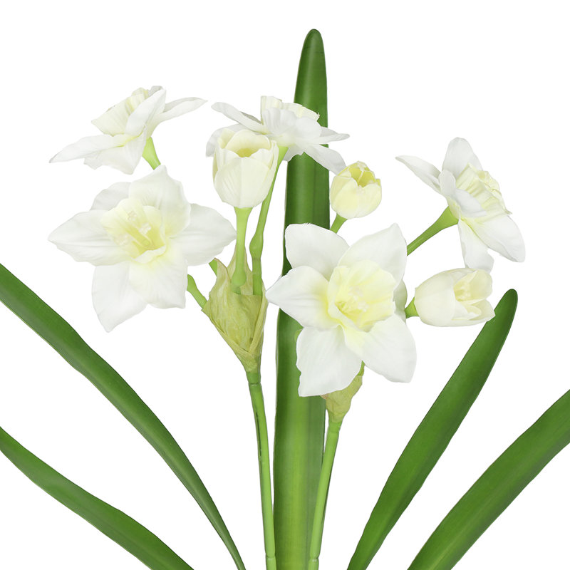 Tulipes, Blanc crème