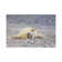 Grey Seal Pup In Supine Position by Elmar Weiss - Wrapped Canvas Print