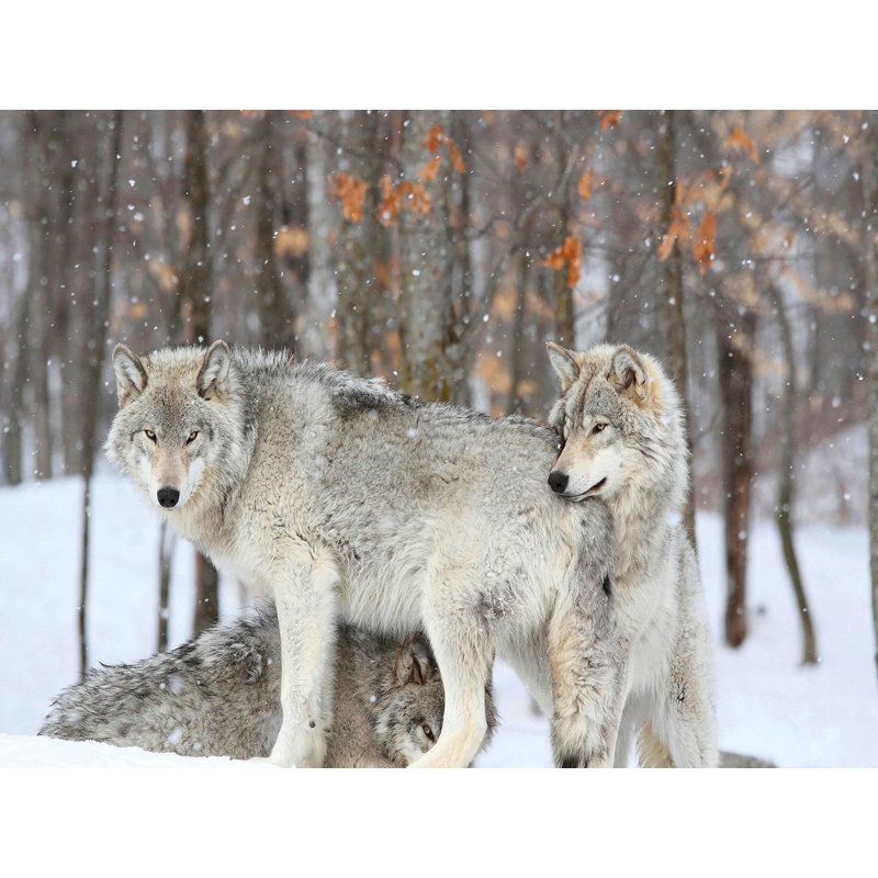 Grey Wolves Huddle Together During A Snowstorm, Quebec by Anonymous - Wrapped Canvas Print, 50cm H x 70cm W x 4cm D