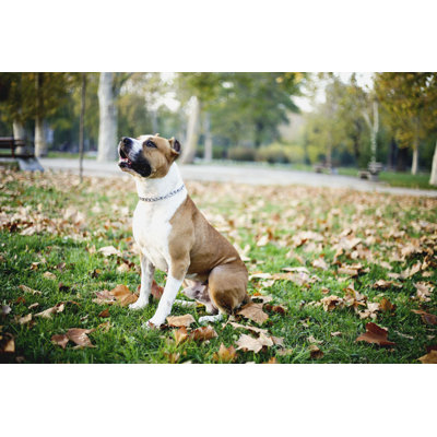 American Staffordshire Terrier by Marijaradovic
