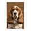  Tapis lavable pour chien Sussex Spaniel-1330035913